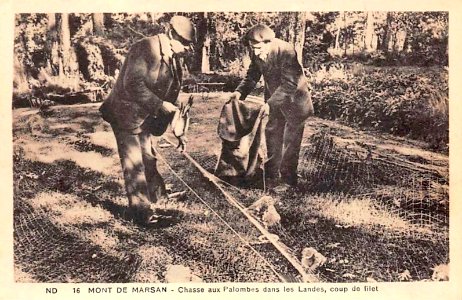 Landes - Chasse aux Palombes
