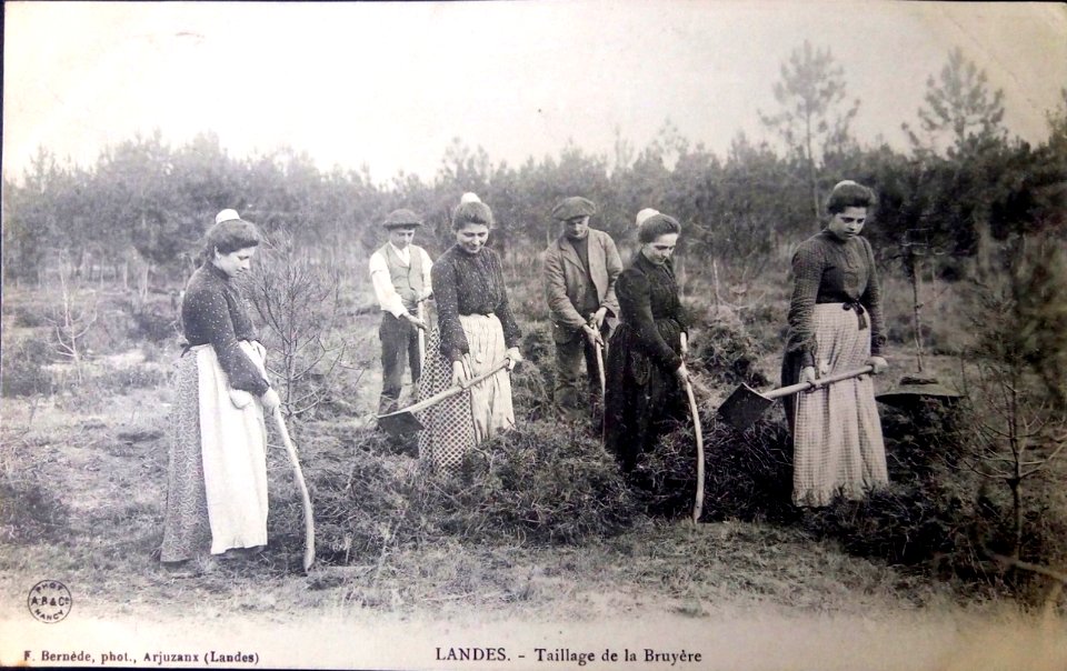 Landes - Taillage de la bruyère 2b