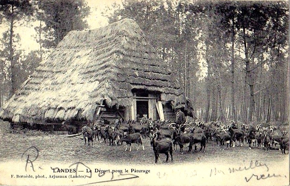 Landes - Départ pour le pâturage 1