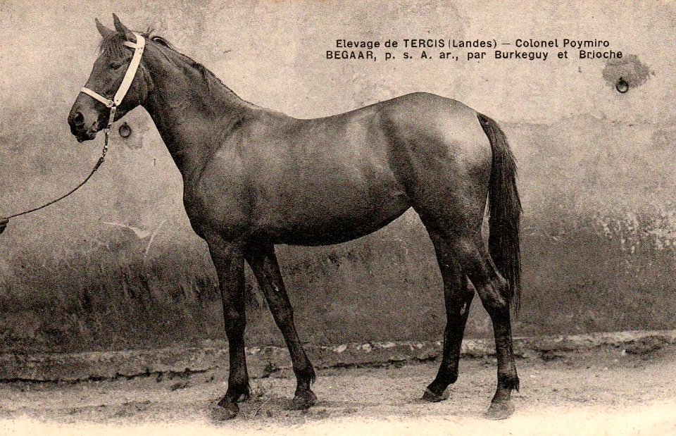 Landes - Elevage de Tercis