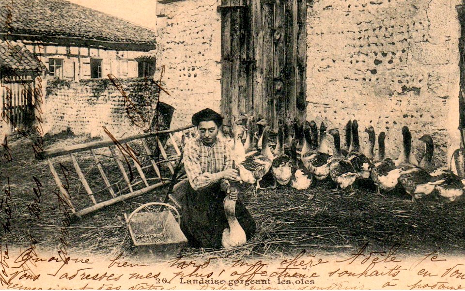 Landes - Gavage des oies