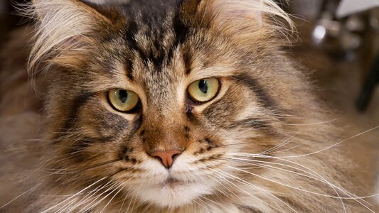 Portrait mammal pet