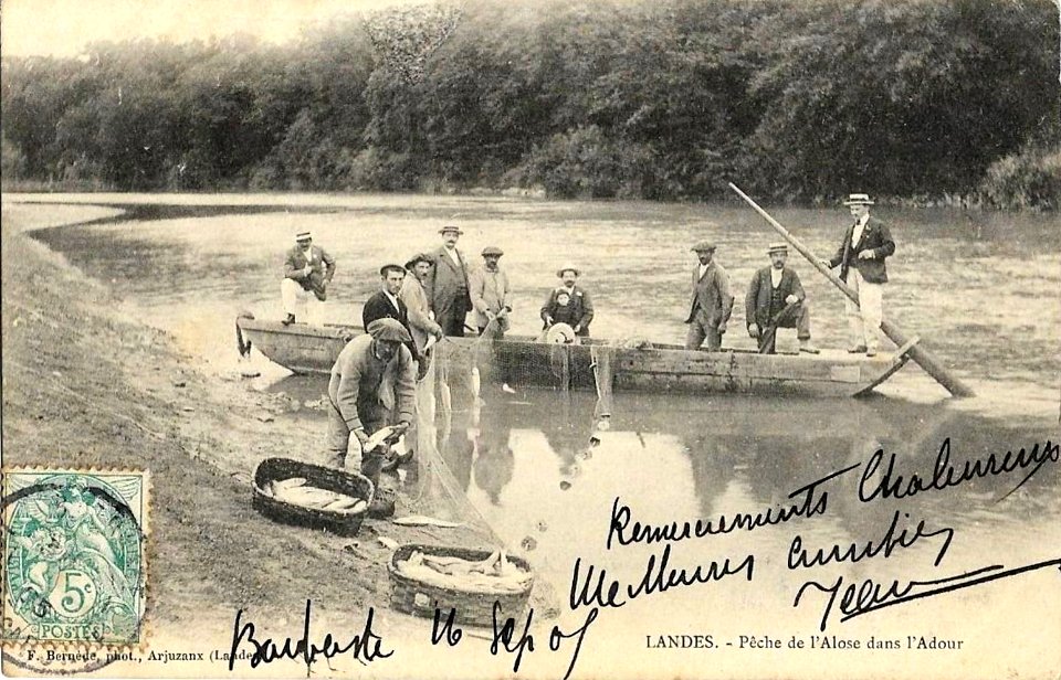 Landes - Pèche à l'Alose dans l'Adour b