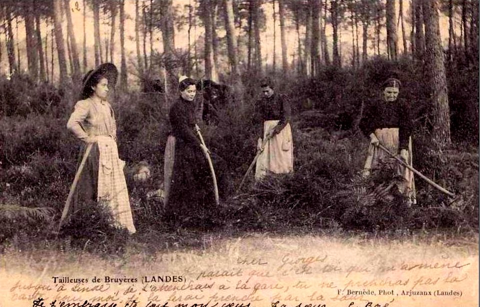 Landes - Taillage de la bruyère 1