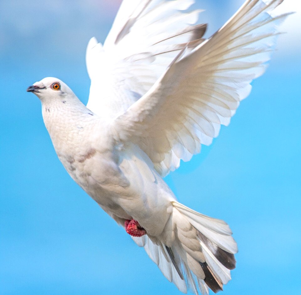 Bird flight white photo