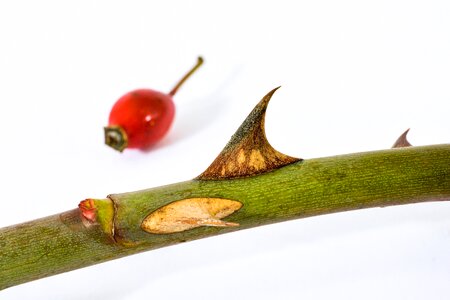 Nature roses fruit photo