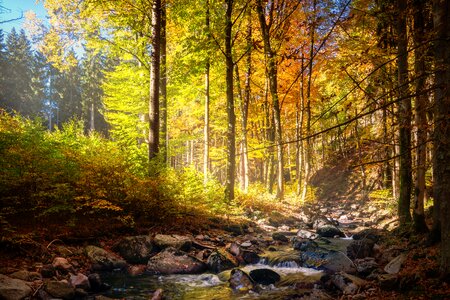 Nature autumn colours golden autumn photo