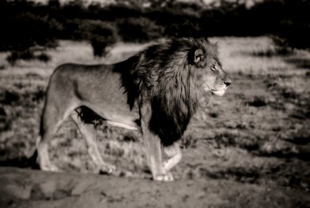 Safari animal predator photo