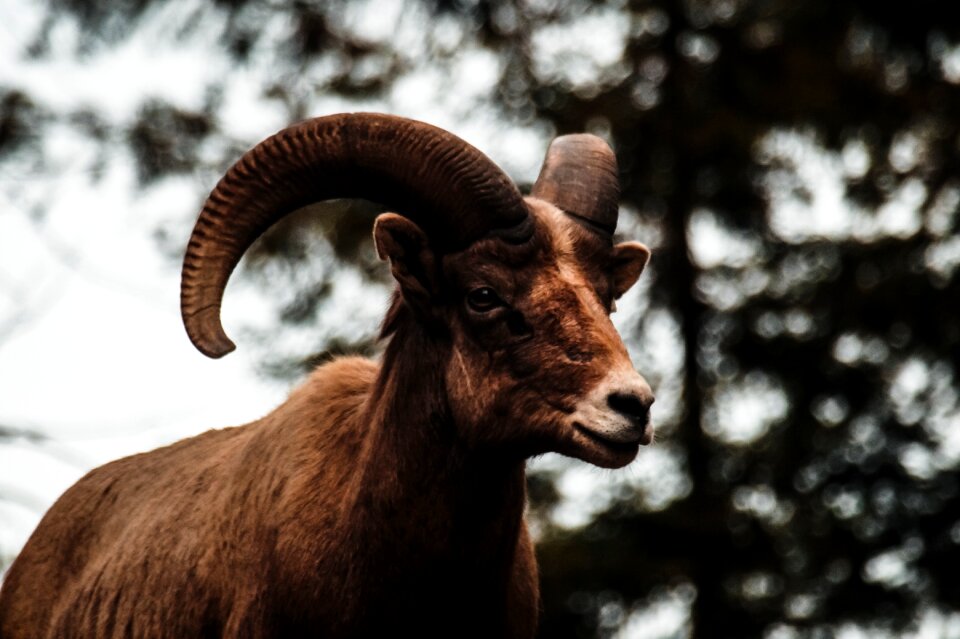 Sheep animal wildlife