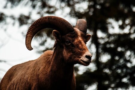 Sheep animal wildlife photo