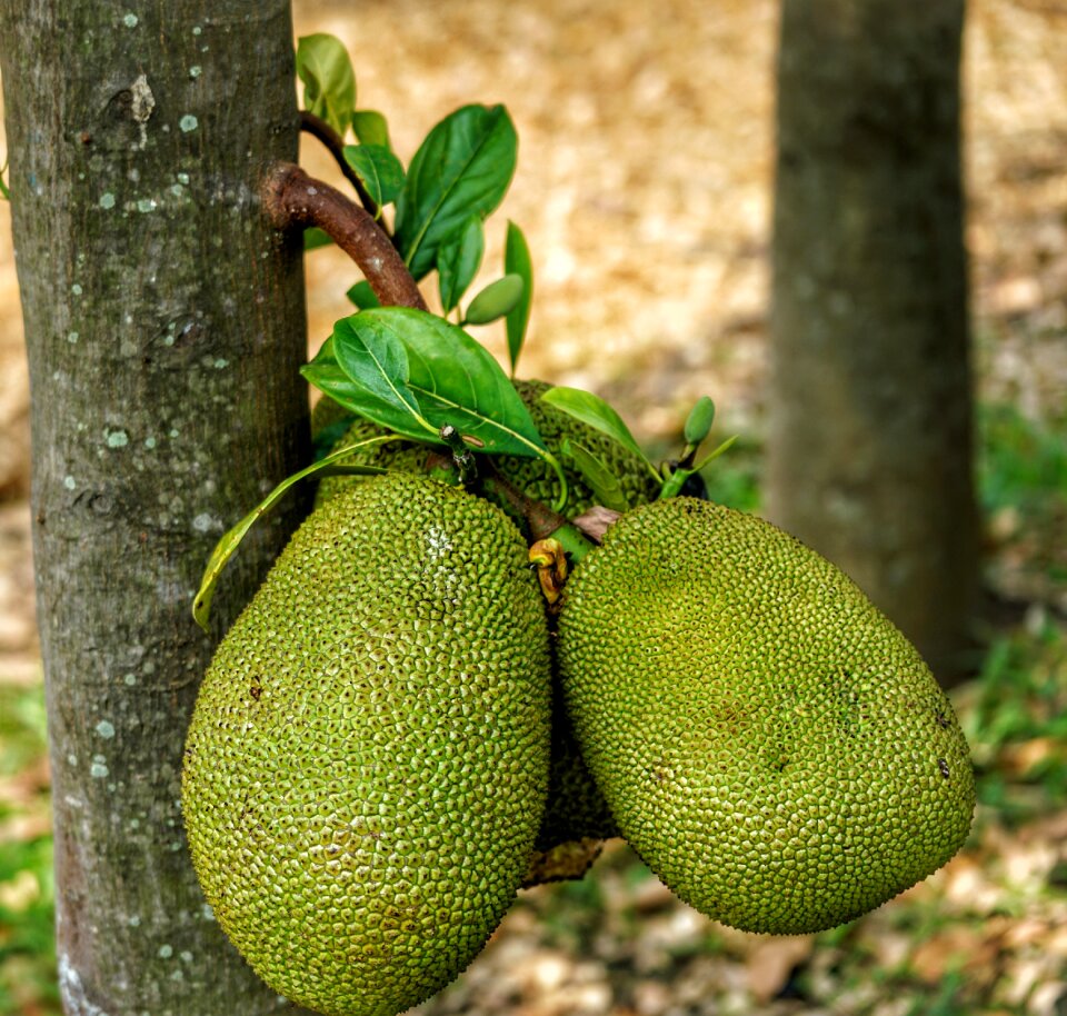 Native southeast india