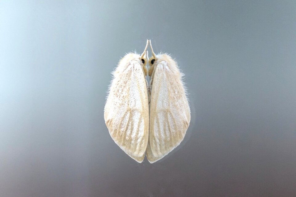 Animal nature butterfly