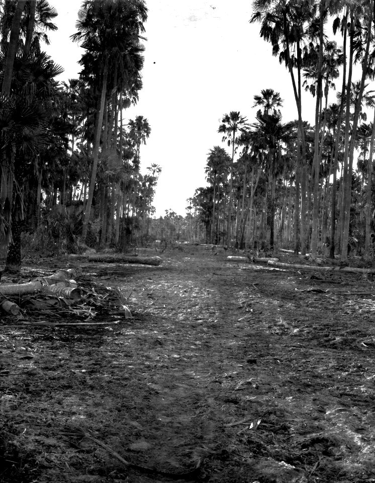Landskap nära Pilcomayofloden med palmskog. Gran Chaco. Bolivia - SMVK - 004791