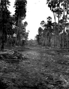 Landskap nära Pilcomayofloden med palmskog. Gran Chaco. Bolivia - SMVK - 004791