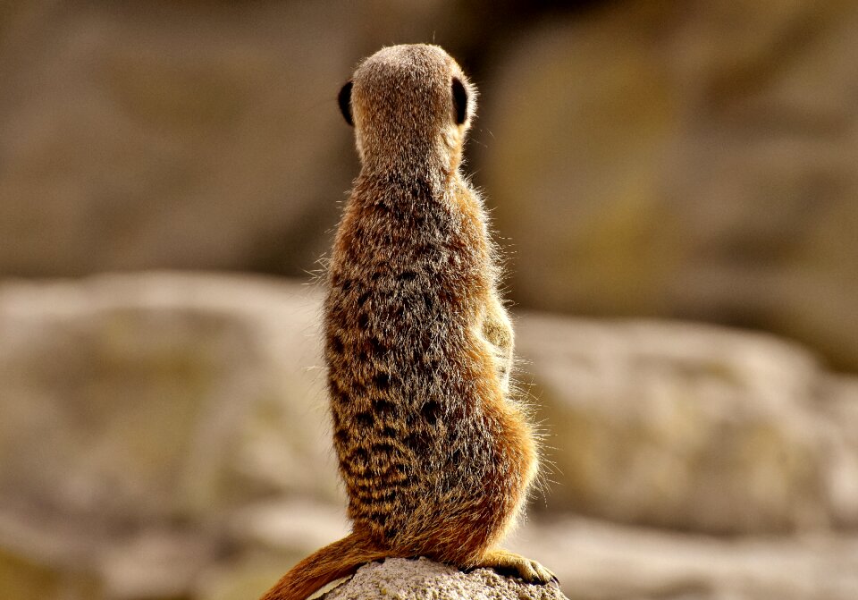 Zoo tiergarten small