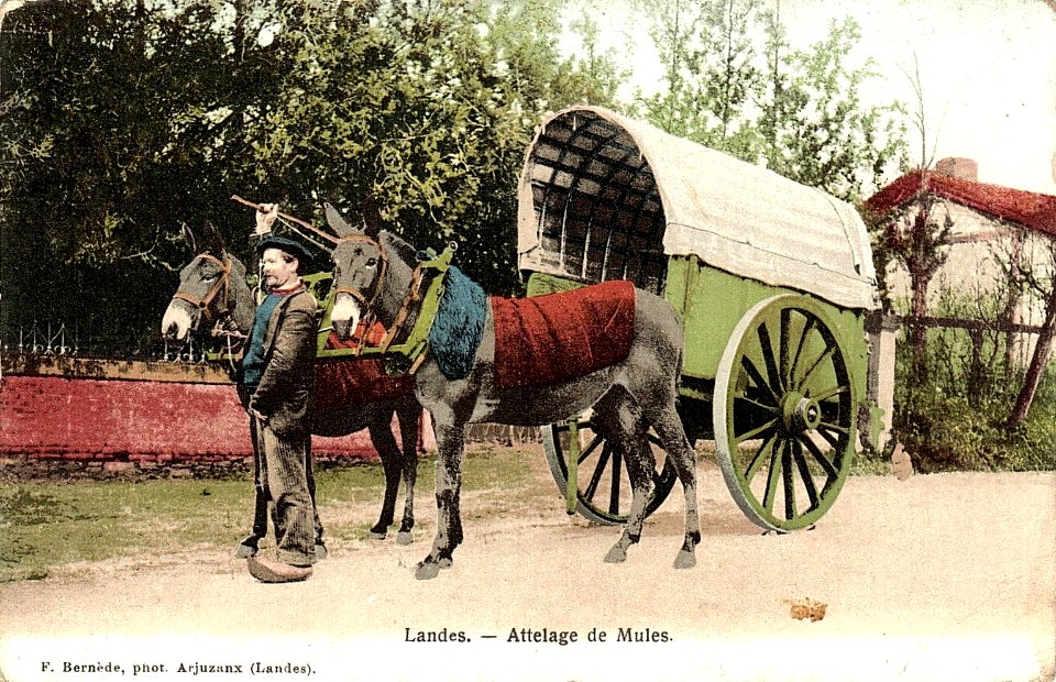 Landes - Attelages de mules - Lou Bros a