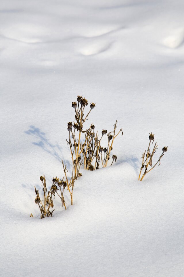 Frost nature season