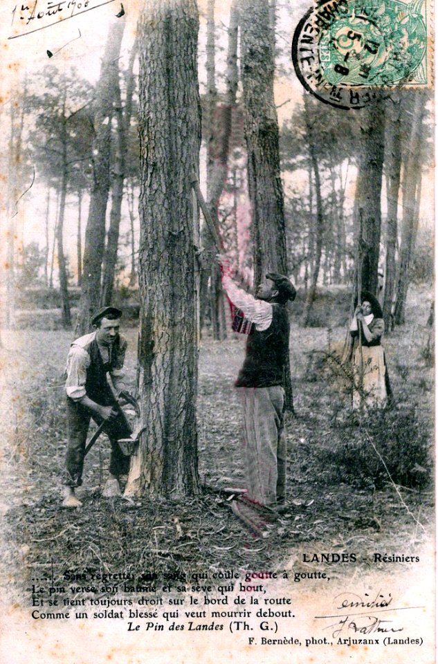 Landes - Cueillette de la Résine 7