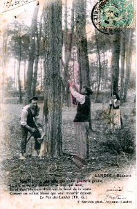 Landes - Cueillette de la Résine 7