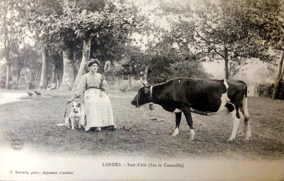 Landes - Eté