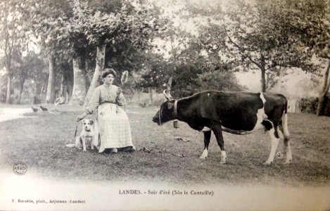 Landes - Eté