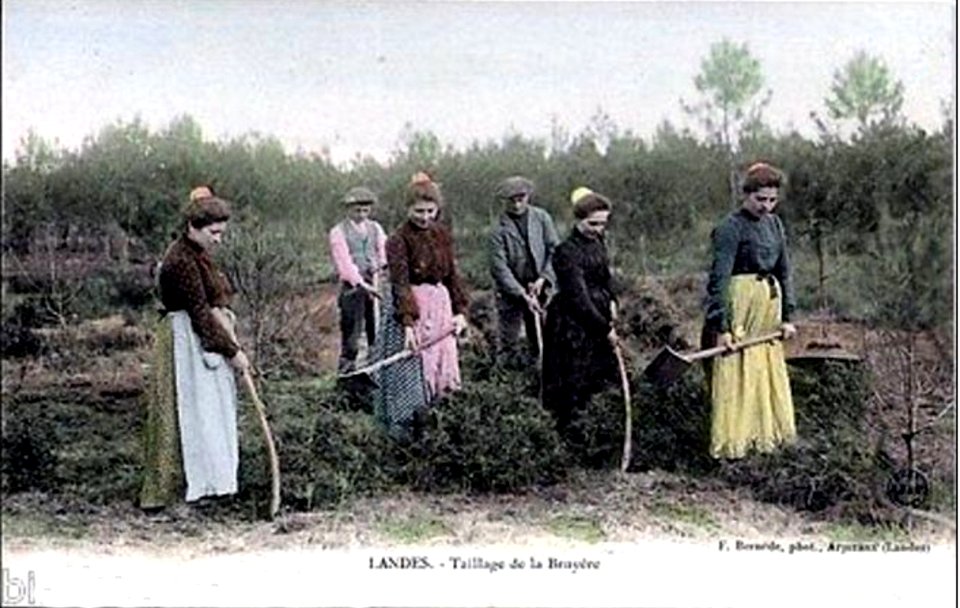 Landes - Taillage de la bruyère 2a