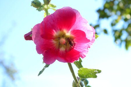 Pink bee pollination photo