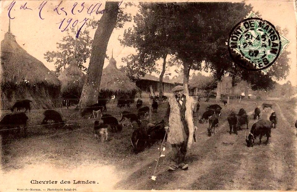 Landes - Un chevrier