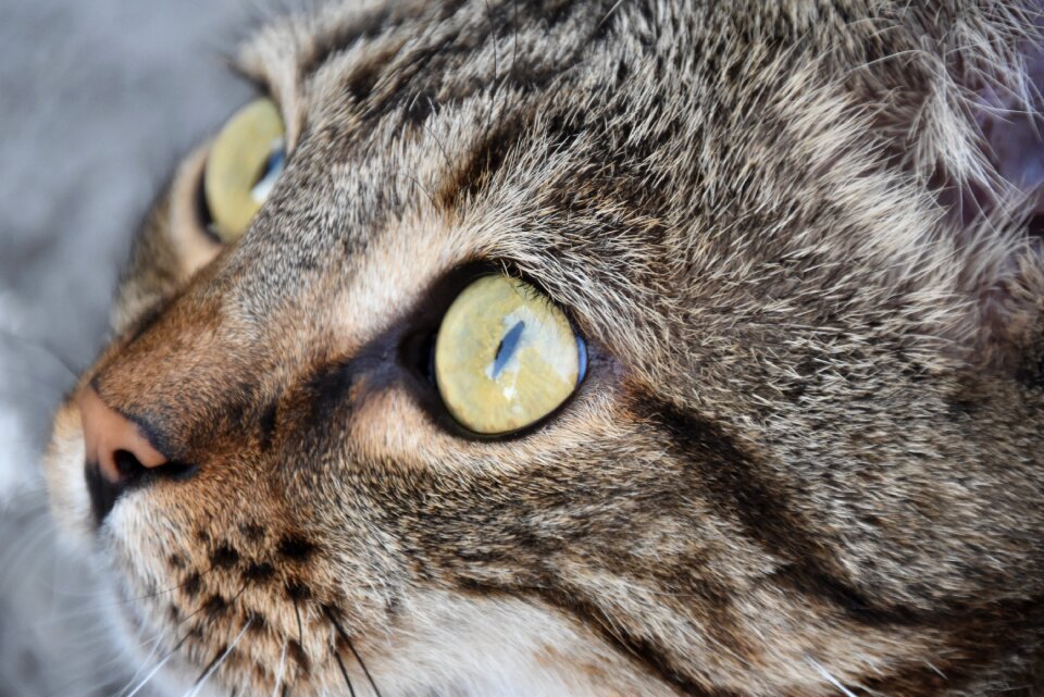 Kitten tiger cat domestic cat