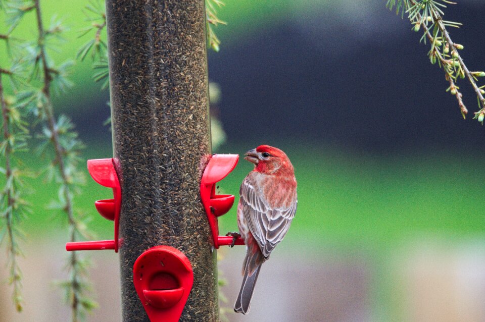 Finch bird wildlife