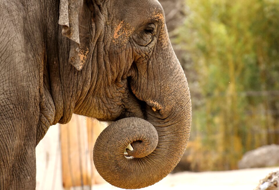 Animal animal portrait africa