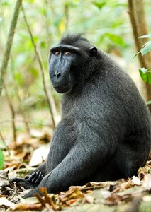 Wildlife mammal animal