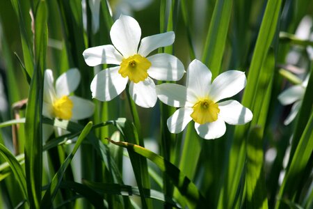 Nature grass garden flowers photo