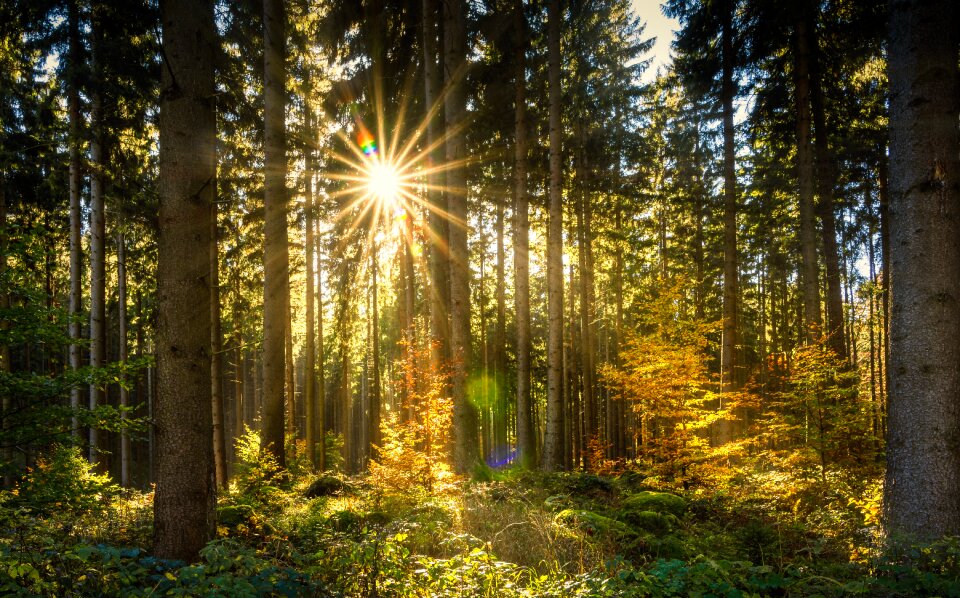 Autumn fall foliage nature