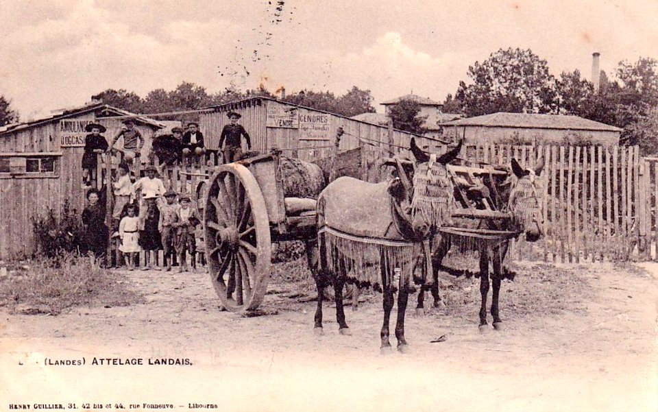 Landes - Attelage landais