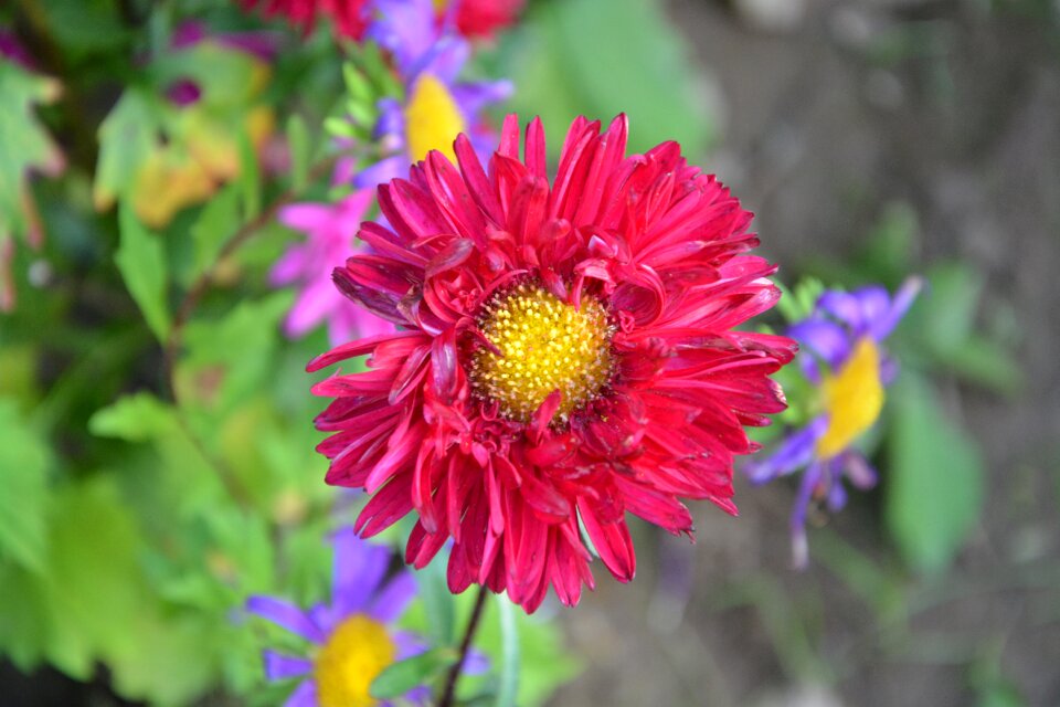 Bouquet composition floral plants flowering