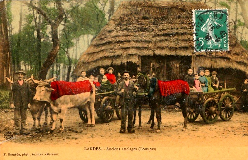Landes - Attelages de mules - Lous cas a