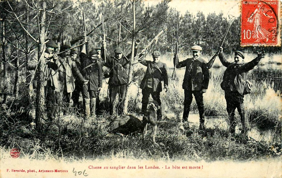 Landes - Chasse au Sanglier