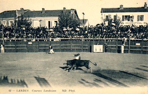 Landes - Courses Landaises 2