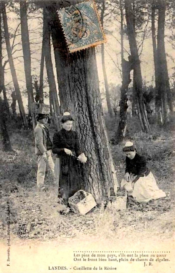 Landes - Cueillette de la Résine 1