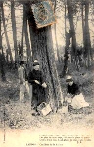 Landes - Cueillette de la Résine 1