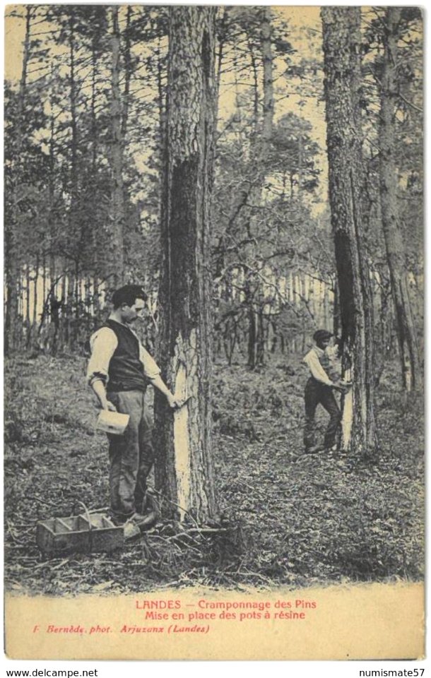 Landes - Cueillette de la Résine 5