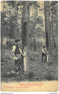 Landes - Cueillette de la Résine 5