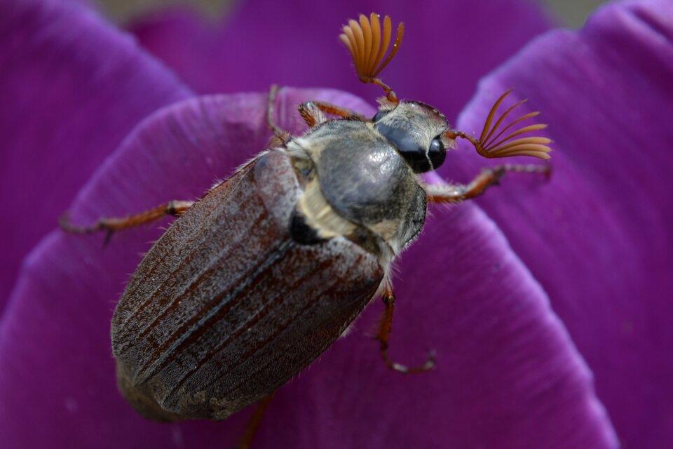Background insect beetle