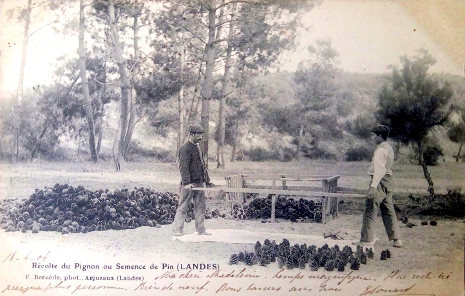 Landes - Forêt - Récolte du pignon de pin
