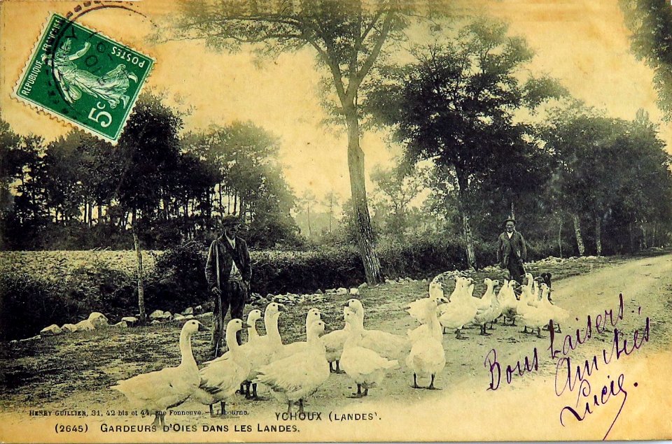 Landes - Gardeurs d'Oies