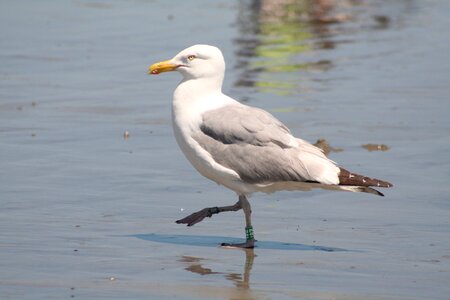 Animal nature seagull photo