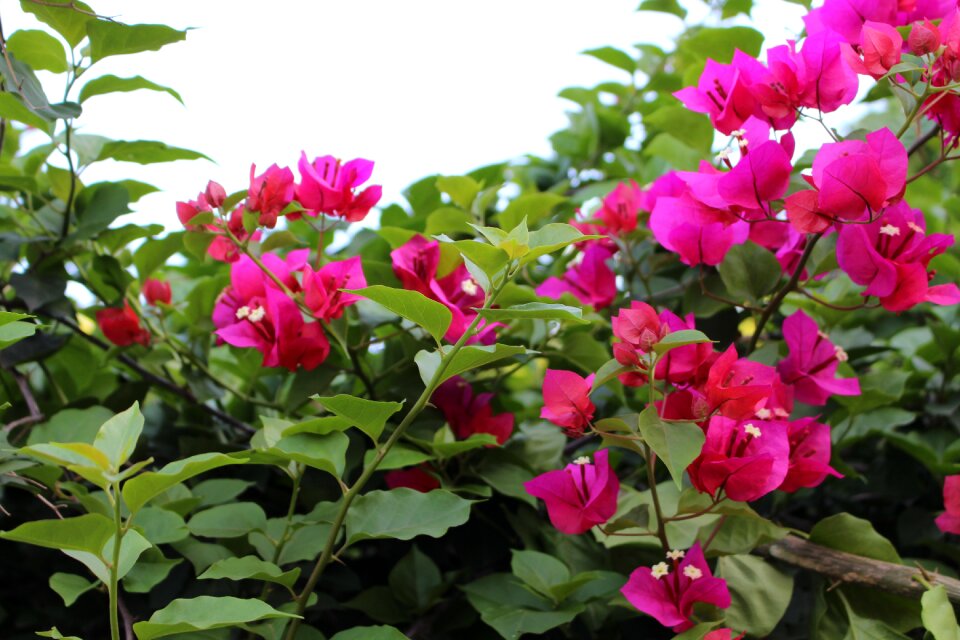 Flower bougainvillea bright