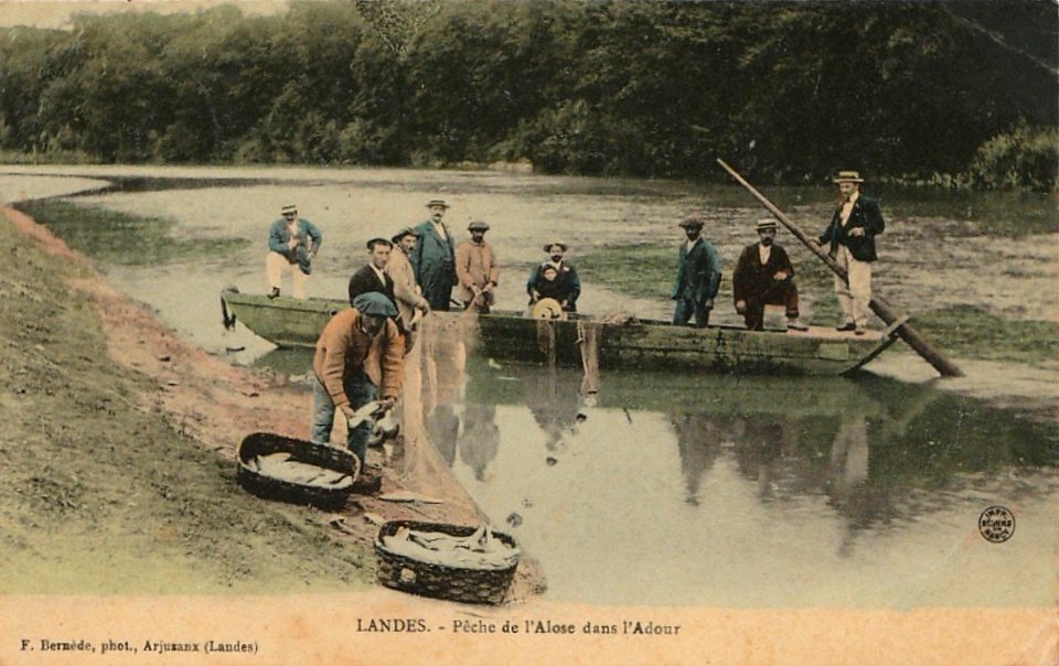 Landes - Pèche à l'Alose dans l'Adour a