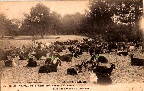Landes - Troupeau de chèvres 2